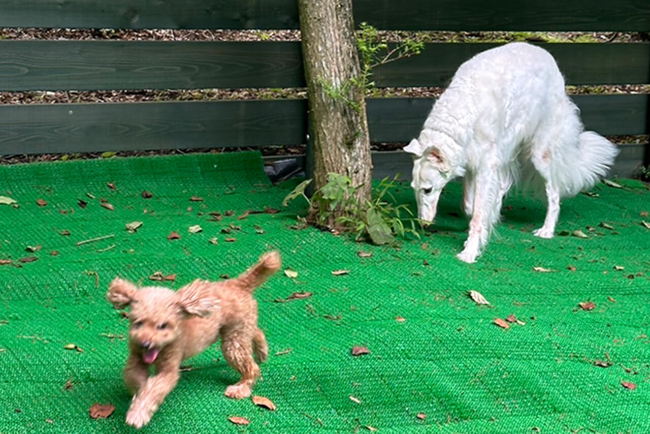 プライベートドックラン